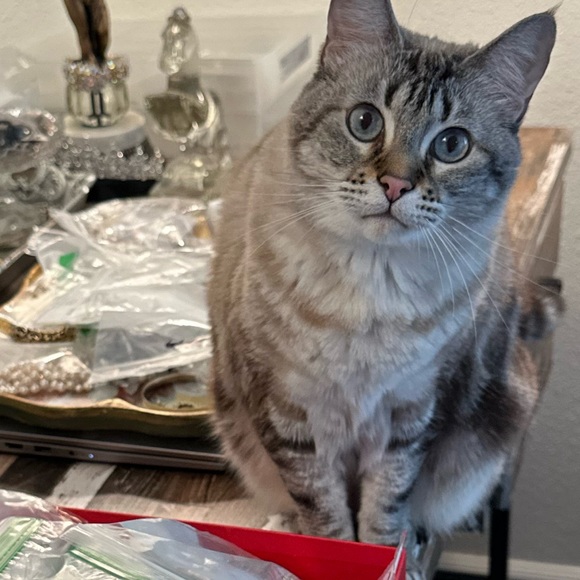 Welcome to Hunted Jewel! - Picture 2 of 2